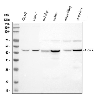 Anti-PAH Antibody