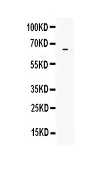 LBP Rabbit Polyclonal Antibody