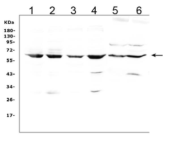 LBP Rabbit Polyclonal Antibody
