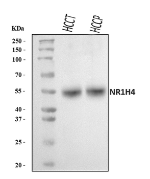 Anti-Bile Acid Receptor NR1H4 Antibody
