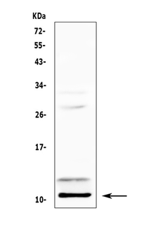 Anti-PF4 Antibody