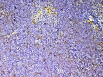 Anti-CD59/Cd59a Antibody