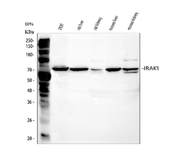 Anti-IRAK/IRAK1 Antibody
