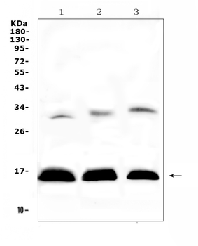Anti-HBD Antibody