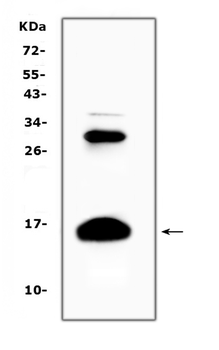 Anti-HBD Antibody