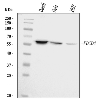 Anti-PDCD4 Antibody