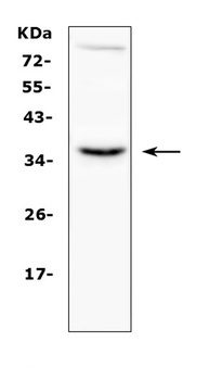 CD40L/Cd40lg Antibody