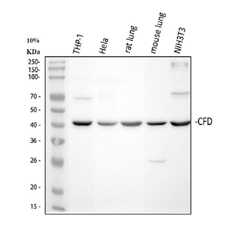 Anti-Factor D/CFD Antibody