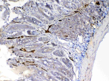 Anti-Factor D/Cfd Antibody