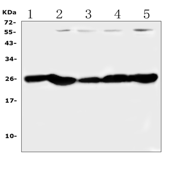 PGF Rabbit Polyclonal Antibody