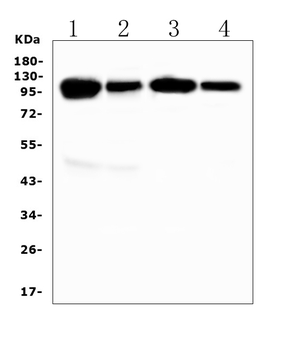 Anti-VCAM1 Antibody