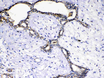 Anti-SCF/KITLG Antibody