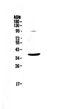 Anti-SCF/KITLG Antibody