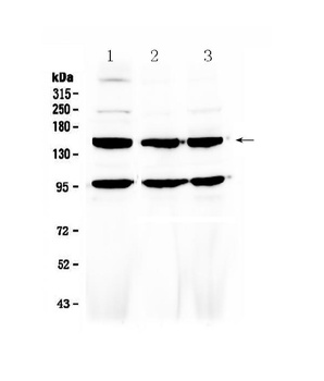VEGF Receptor 3/FLT4 Antibody