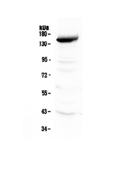 VEGF Receptor 3/FLT4 Antibody