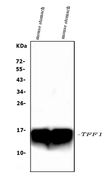 Anti-Estrogen Inducible Protein pS2/Tff1 Antibody