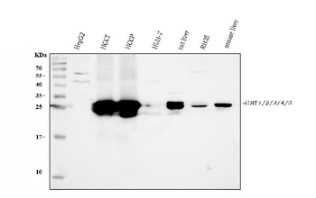 Anti-GSTA1/A2/A3/A4/A5 Antibody
