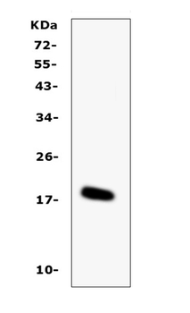 Anti-IL-16/Il16 Antibody