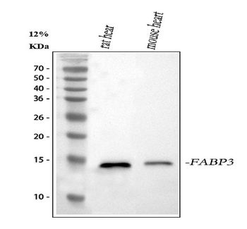 Anti-Cardiac FABP/Fabp3 Antibody