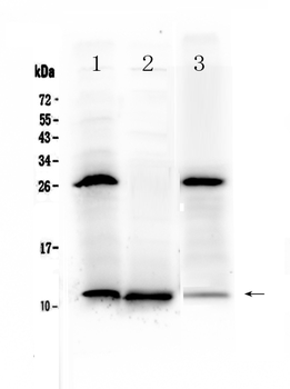 Anti-TFF3 Antibody