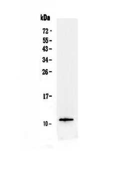 Anti-TFF3 Antibody