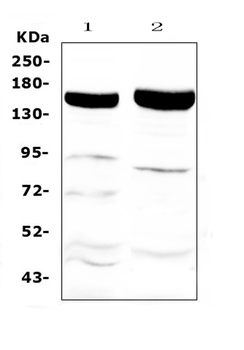 Anti-Xanthine Oxidase/XDH Antibody