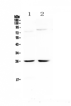 NMU Antibody