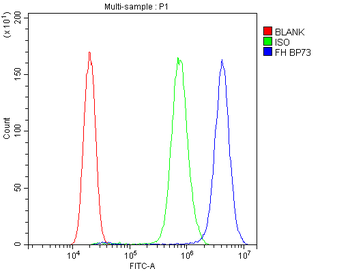 Anti-FH Antibody