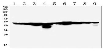 Anti-FH Antibody