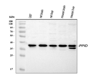 Anti-PPID Antibody