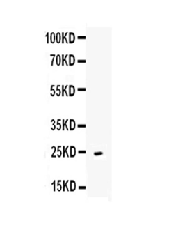 Anti-CD252/Tnfsf4 Antibody