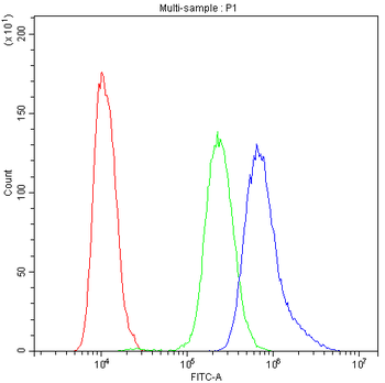 Anti-NFATC4 Antibody