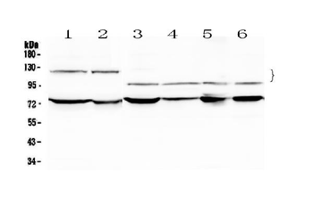 Anti-NFATC4 Antibody