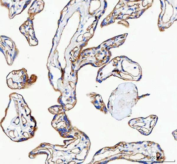 Anti-VE-Cadherin CDH5-Antibody