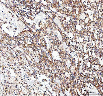 Anti-VE-Cadherin CDH5-Antibody