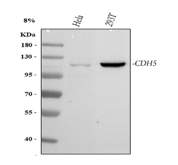Anti-VE-Cadherin CDH5-Antibody