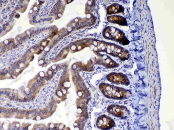 Anti-HE4/Wfdc2 Antibody