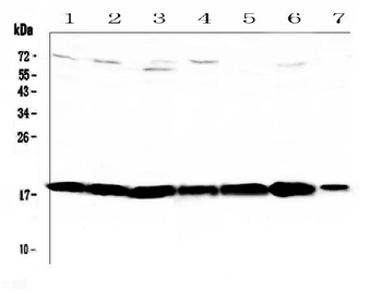 Anti-HE4/Wfdc2 Antibody