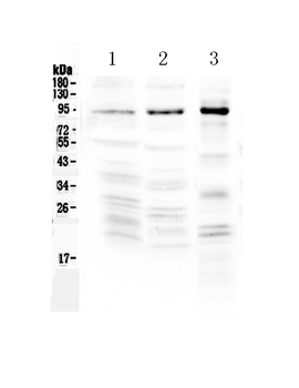 NPAS2 Rabbit Polyclonal Antibody