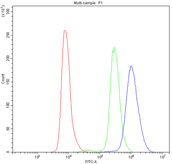 Anti-NFAT4/NFATC3 Antibody