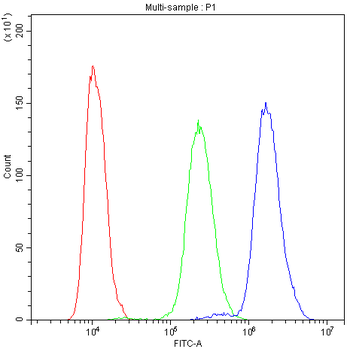 Anti-NFAT4/NFATC3 Antibody