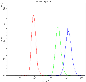 Anti-NFAT4/NFATC3 Antibody