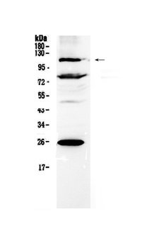 NFAT4/NFATC3 Antibody