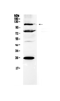 Anti-NFAT4/NFATC3 Antibody