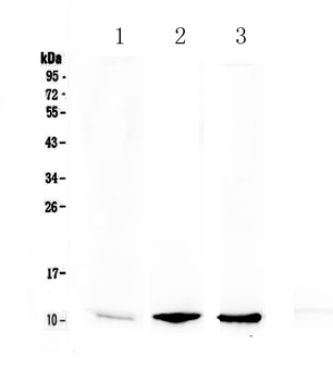 Anti-NAP2/Ppbp Antibody