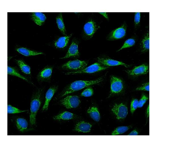 Anti-Cyclophilin B/PPIB Antibody