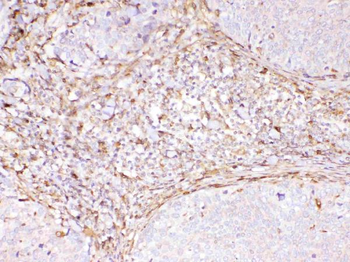 Anti-Cyclophilin B/PPIB Antibody
