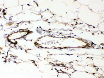 Anti-Cyclophilin B/PPIB Antibody