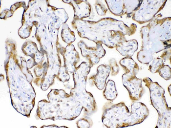 Anti-Cyclophilin B/PPIB Antibody