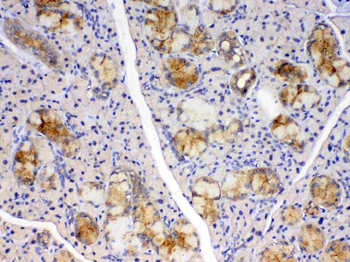 Anti-Cyclophilin B/PPIB Antibody